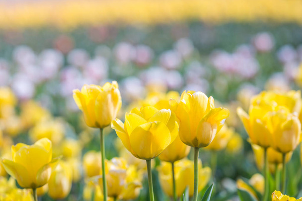 Tulip in Spring under sun ray, Beautiful and colourful tulip on  - Фото, зображення