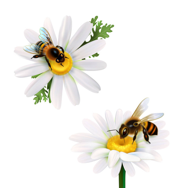  ミツバチのデイジーの花の上に座って  - ベクター画像