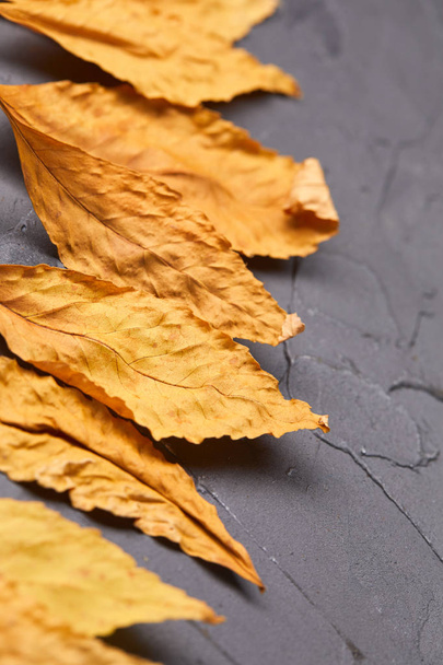 yellow fallen autumn leaves - Foto, Imagen