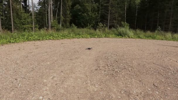Mann bekommt Drohne und flüchtet - Filmmaterial, Video