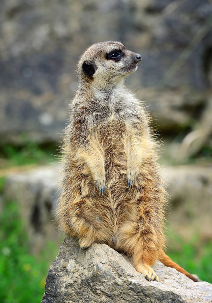 Miembro de la familia Meerkat (Suricata suricatta) en guardia - Foto, imagen