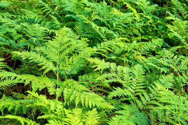 groene kreupelhout fern - Foto, afbeelding