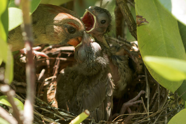 Zbliżenie na karmienia jej kurcząt w gniazda ptaków ptaków - Zdjęcie, obraz