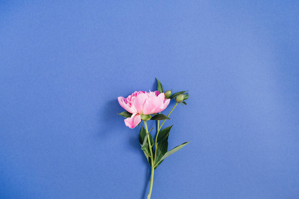 Beautiful pink peony flower - Fotó, kép