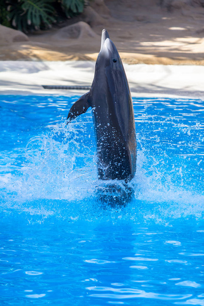 El espectáculo de delfines
 - Foto, Imagen