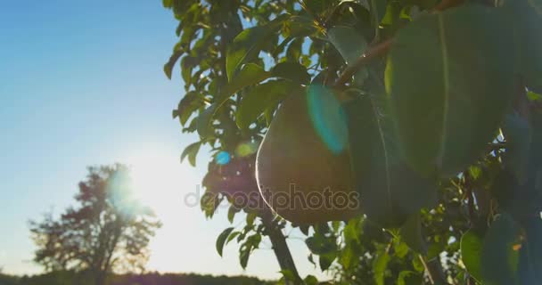 Pears hanging on a branch in the sunlight - Footage, Video