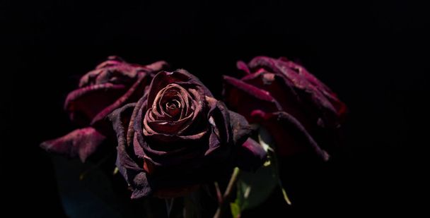 Piękne róże z czarnym tłem - Zdjęcie, obraz