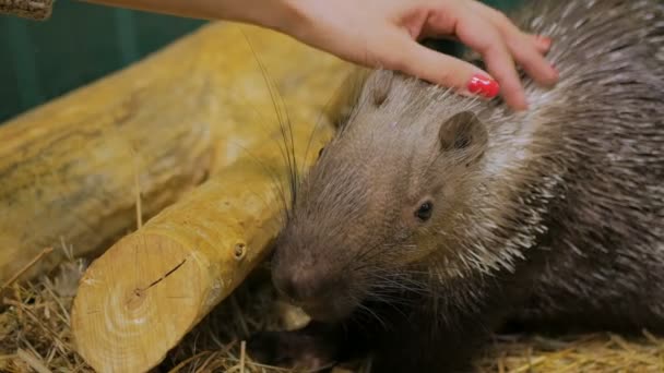 Woman stroke porcupine at zoo - Footage, Video