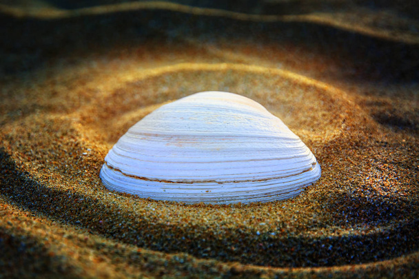 bright shell on the sand, close-up.  - Foto, Imagen