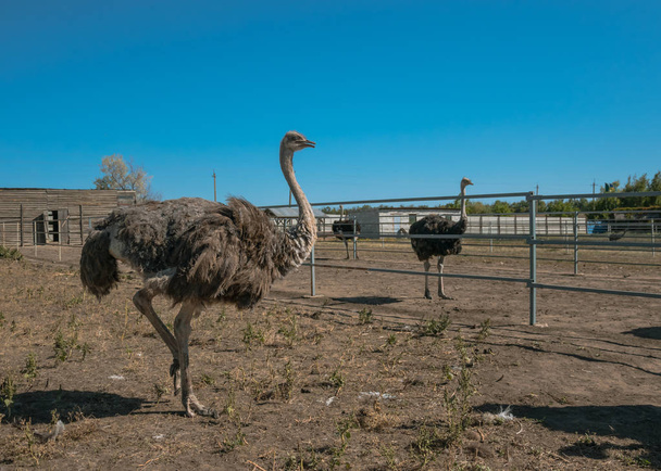 Familie van Afrikaanse struisvogels op een struisvogel boerderij - Foto, afbeelding
