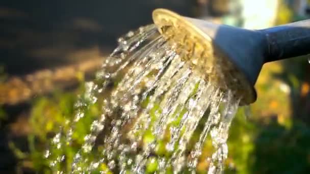 Gießen Wasser aus der Gießkanne. Zeitlupe - Filmmaterial, Video