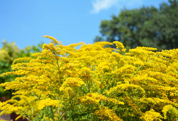 Solidago canadensis Goldenrod flowers with soft focus. Solidago canadensis flowerbed known as Canada goldenrod  or Canadian goldenrod. - Photo, Image