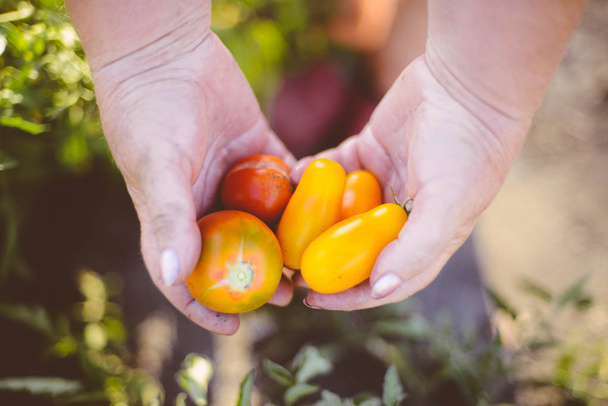 Viljelijät kädet vastakorjattuja tomaatteja ja pippuria. Tuore
 - Valokuva, kuva
