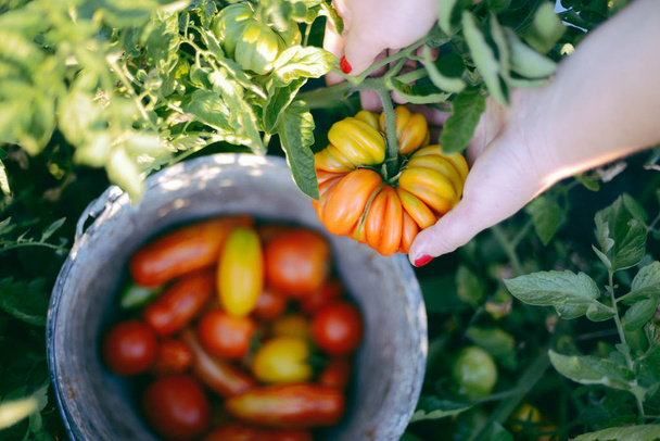 De handen van de boeren met vers geoogste tomaten en peper. Freshl - Foto, afbeelding
