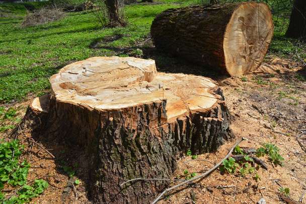 Drzewo zdjęcie cięcia. Ścinanego drzewa. Koncepcja wylesiania i kiedy pada drzewo w lesie, który jest ścięte dla rozwoju jako ikona dla szkód w środowisku. - Zdjęcie, obraz