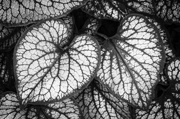 Сердечно-образные листья Brunnera macrophylla, крупный план, черно-белые
 - Фото, изображение