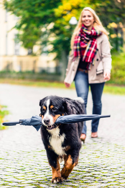 Kutya hordozó ernyője anyu őszi séta - Fotó, kép