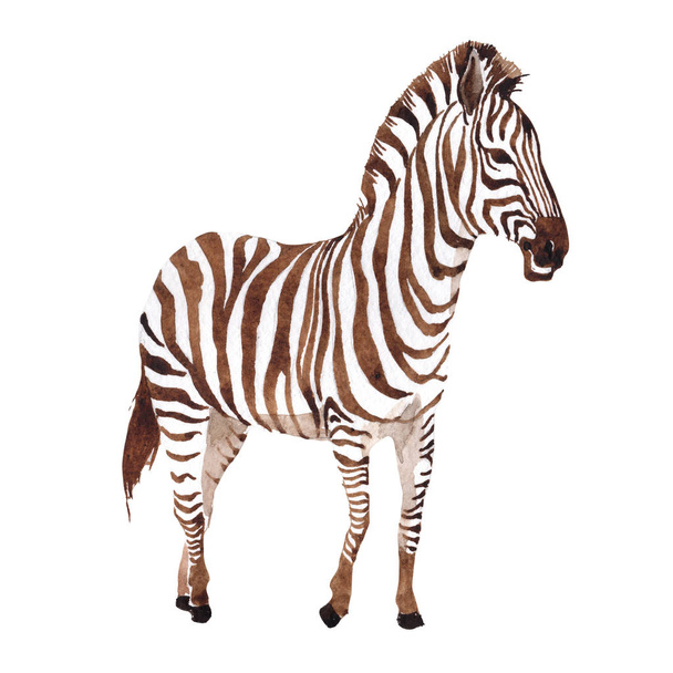 Exotic zebra wild animal in a watercolor style isolated. - Photo, Image