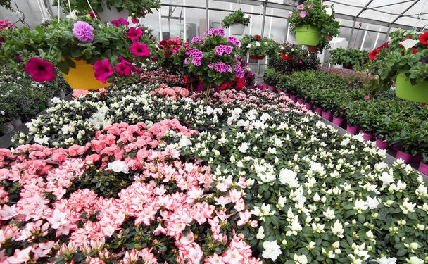 цветочная теплица с большим количеством цветущих цветочных горшков
 - Фото, изображение