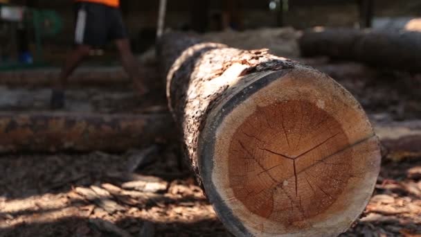 tronco de madeira maciça rolando na serraria
 - Filmagem, Vídeo