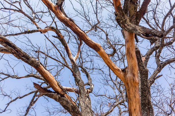 Large Tree Bark Skin Peeling - Photo, Image