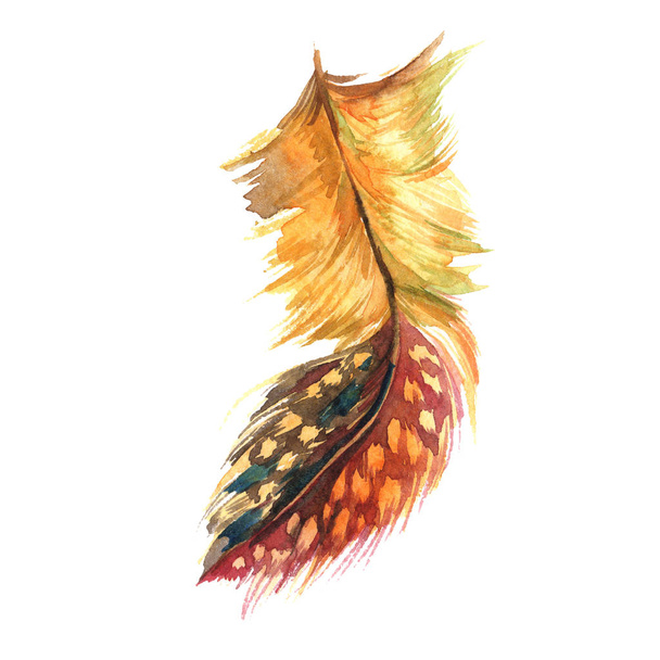 Watercolor bird feather from wing isolated. - Foto, Imagem