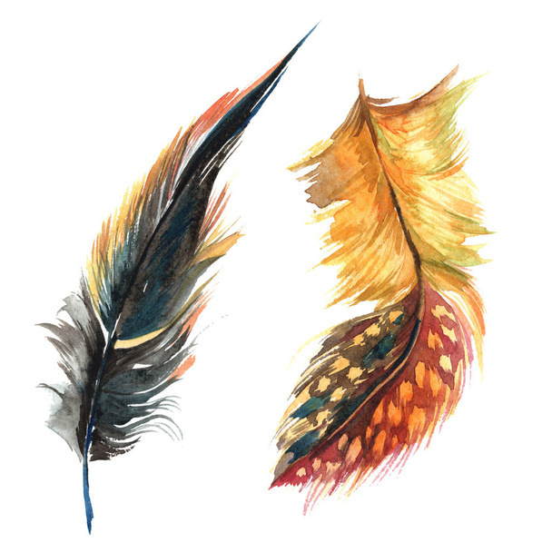 Watercolor bird feather from wing isolated. - Foto, imagen