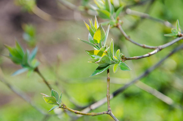 first leaves, spring, branch, leaves  - Photo, Image