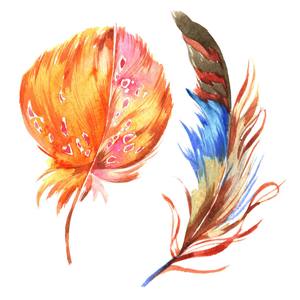Watercolor bird feather from wing isolated. - Фото, зображення