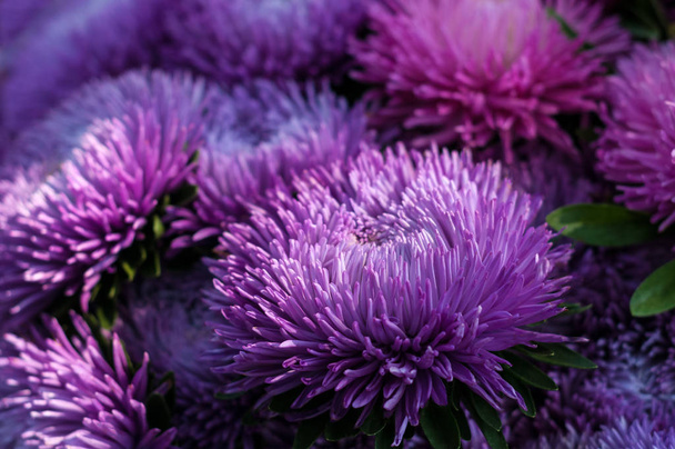 Букет цветущего Callistephus chinensis. Пышные свежие пурпурные цветы астеры, растущие в клумбе
. - Фото, изображение