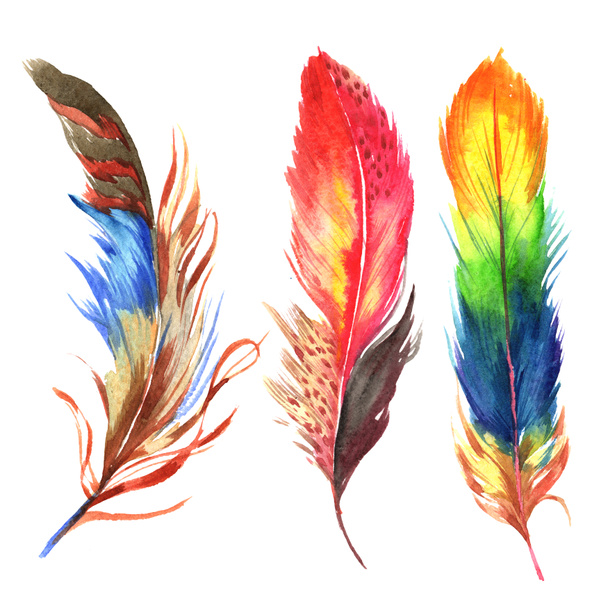 Watercolor bird feather from wing isolated. - 写真・画像