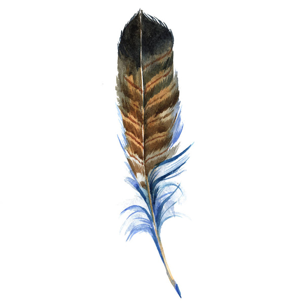 Watercolor bird feather from wing isolated. - Fotó, kép