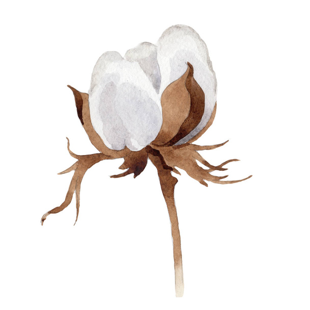 Wildflower cotton flower in a watercolor style isolated. - Fotoğraf, Görsel