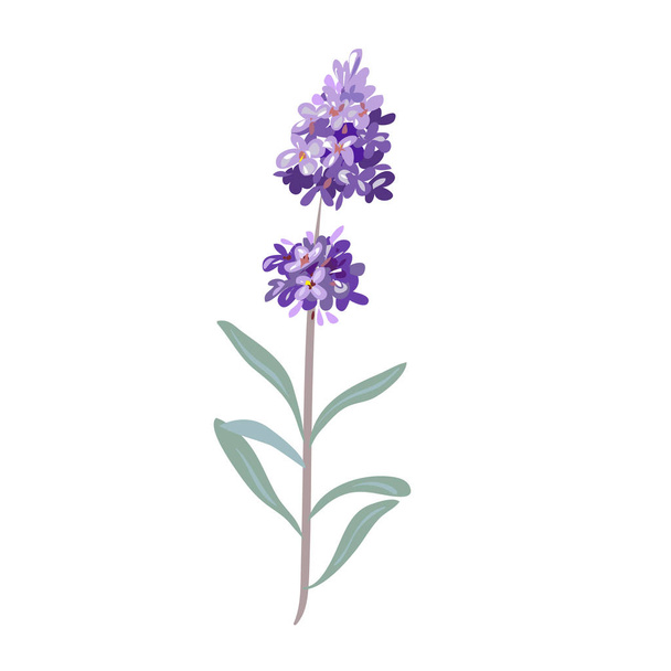 lavender flowers on a white background. - Vector, Image