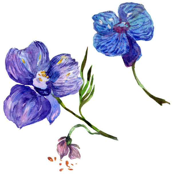 Wildflower orchid flower in a watercolor style isolated. - Photo, Image