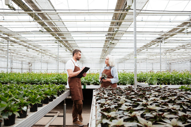 Gardeners talking about plants in greenhouse - Foto, afbeelding
