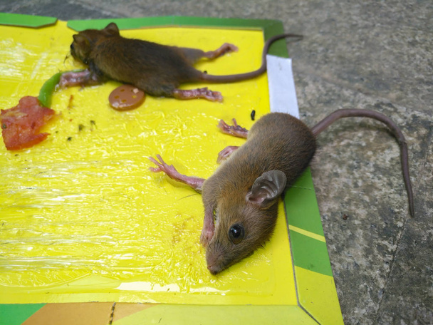 Mäuse, die auf einem Aufkleber oder Fänger mit Ködern aus nächster Nähe kleben - Foto, Bild