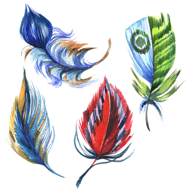 Watercolor bird feather from wing isolated. - Photo, Image
