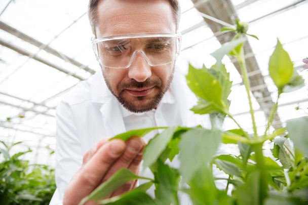 Gros plan de l'homme en lunettes travaillant avec des plantes
 - Photo, image