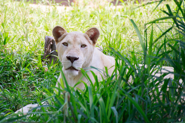 The white female lion. - Photo, Image