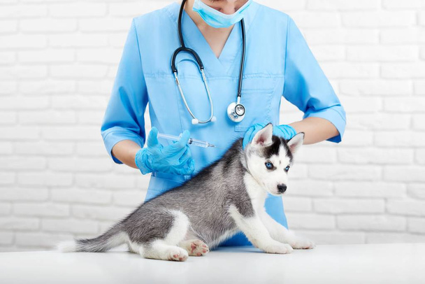 Female doctor in blue caring about husky dog in clinic. - Фото, зображення