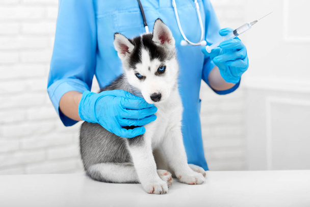 Veterinarian doing injection with prick for puppy. - Фото, зображення