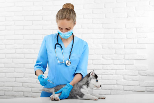 Professional veterinarian doing injection with prick for dog. - 写真・画像