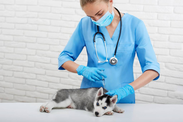 Puppy husky with blue eyes in modern vet clinic. - Фото, зображення