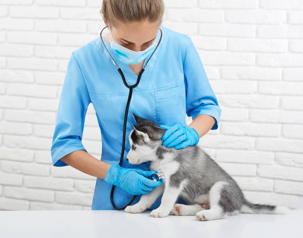 Female veterinarian listening heart beat of husky puppy. - Фото, зображення