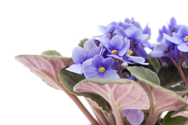 light blue african violet - Photo, Image