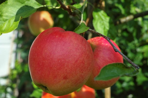 Μεγάλο κόκκινο ώριμα μήλα στη μηλιά, έτοιμο για συγκομιδή, εποχιακά έργα σε οπωρώνα, φρουτοκήπος - Φωτογραφία, εικόνα
