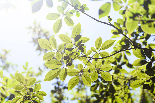 green leaves and blur with sunlight background - Φωτογραφία, εικόνα