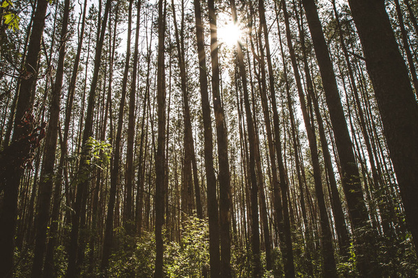 Forest with sun shining through - Zdjęcie, obraz