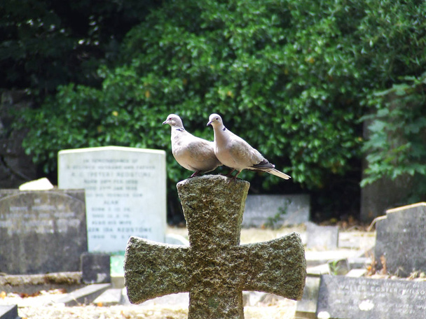 Pár galambok egy köves kereszten üldögélni a temetőben - Fotó, kép